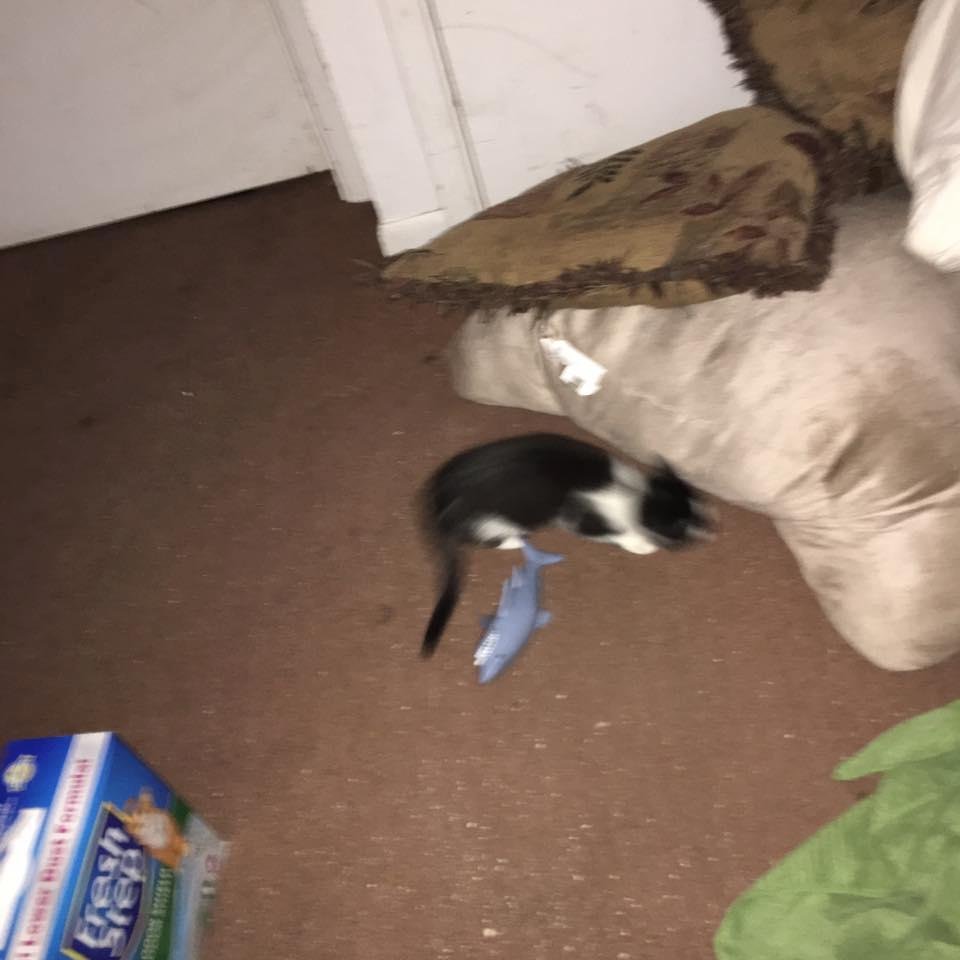 Patty Hedrick's album, Mobile Uploads