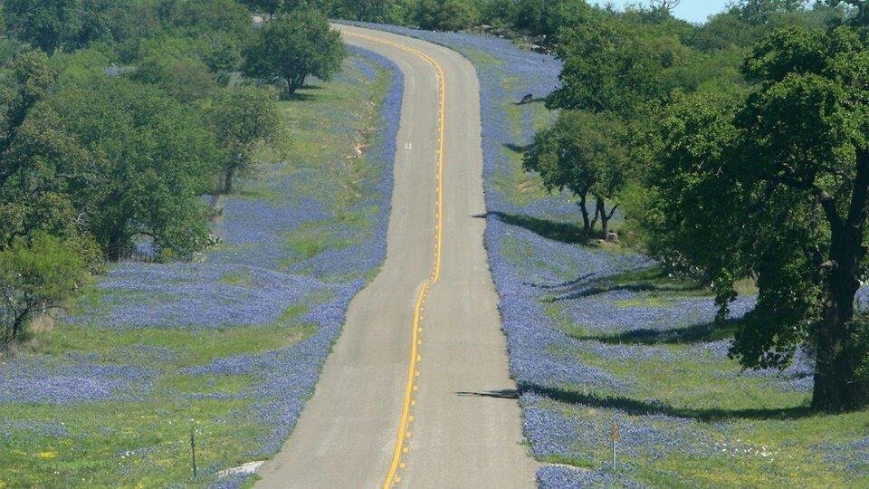 Texas Bluebonnets