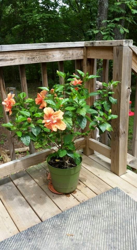 My only plant that survived my move.