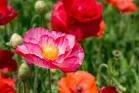 Steve Saunders' album, Timeline photos