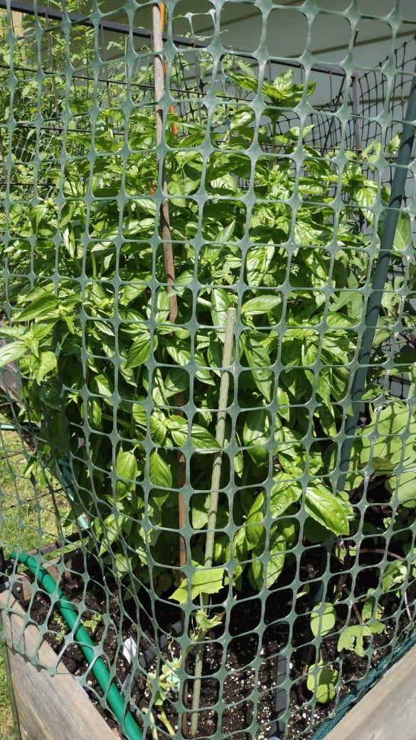 Basil Overload!!! Any pesto makers out there? Contact is if interested