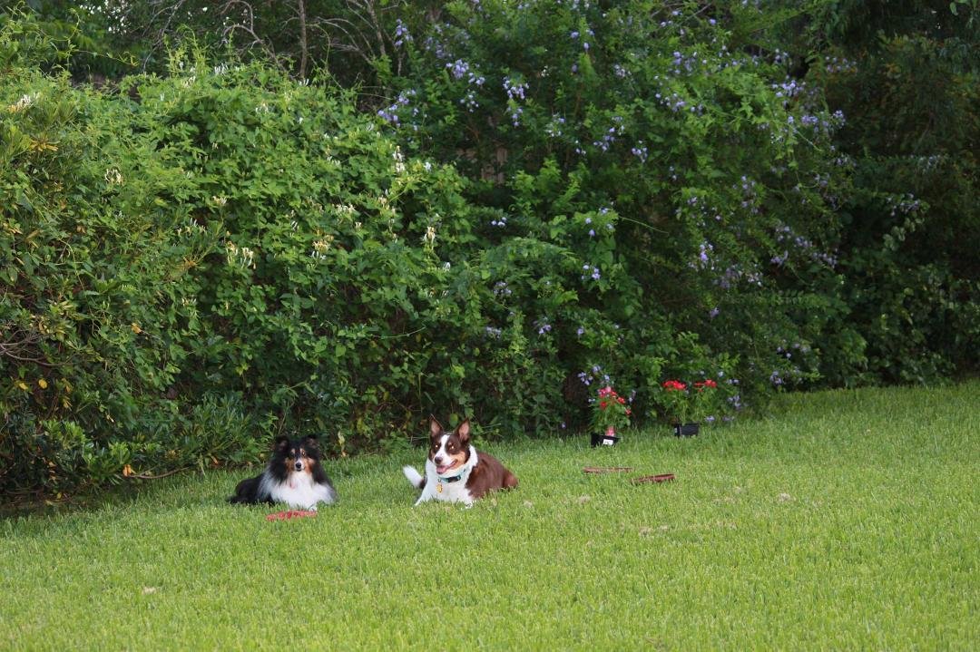 Tara and Karaline in June of 2013. Tara was 5 and Karaline was 9. IWe lost Tara in Feb. 2014, and Karaline two days ago on Nov. 16, 2016. Losing them has caused two great voids in our lives. Thank you everyone for your supp