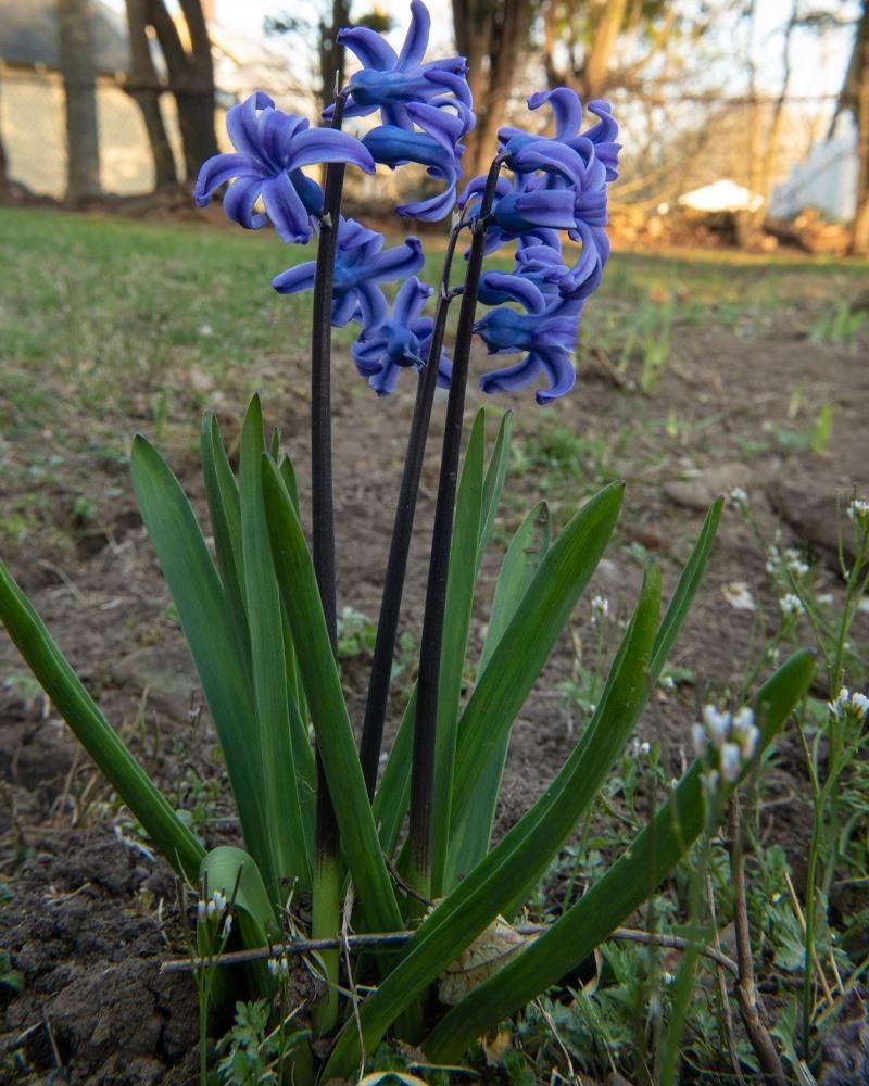 As I mentioned, going out to shoot the details of life and nature's rebirth as we are Quarantined, as both a scientist but also a spiritualist, it is so rewarding to find things I walked over without care as I was never tol
