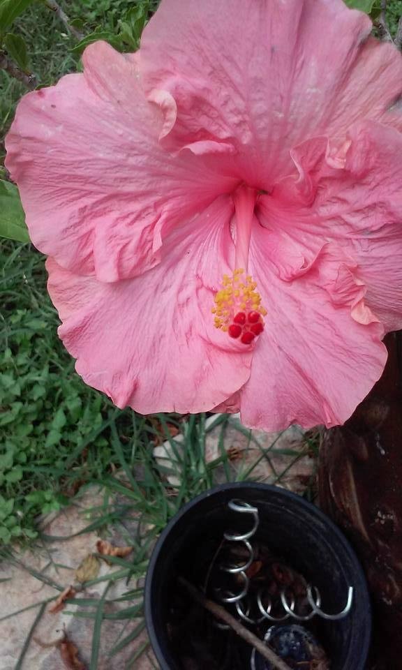 First bloom on my Hibiscus!