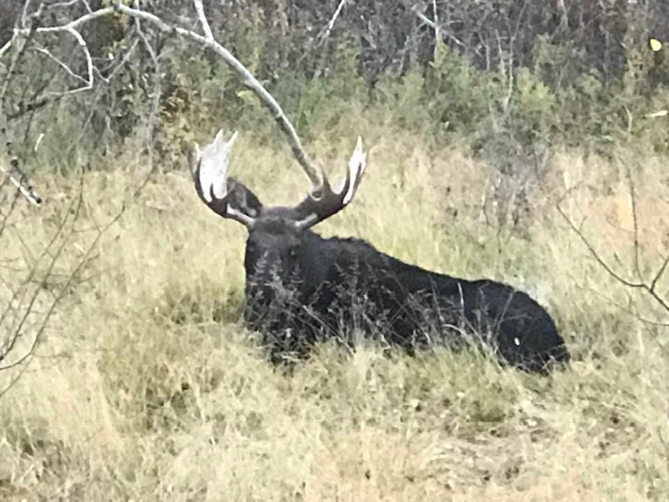 Papa moose at the cabin