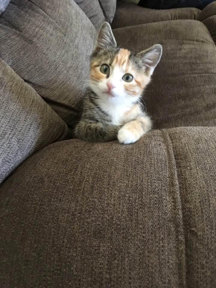 Love our new kitty Graycie! (Changed her name)