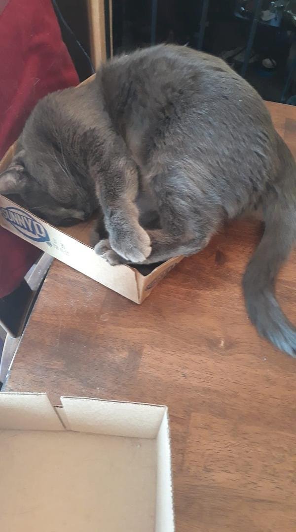 I don't know why Rocket thinks this is comfortable, or why he even thinks he fits in this box.😁