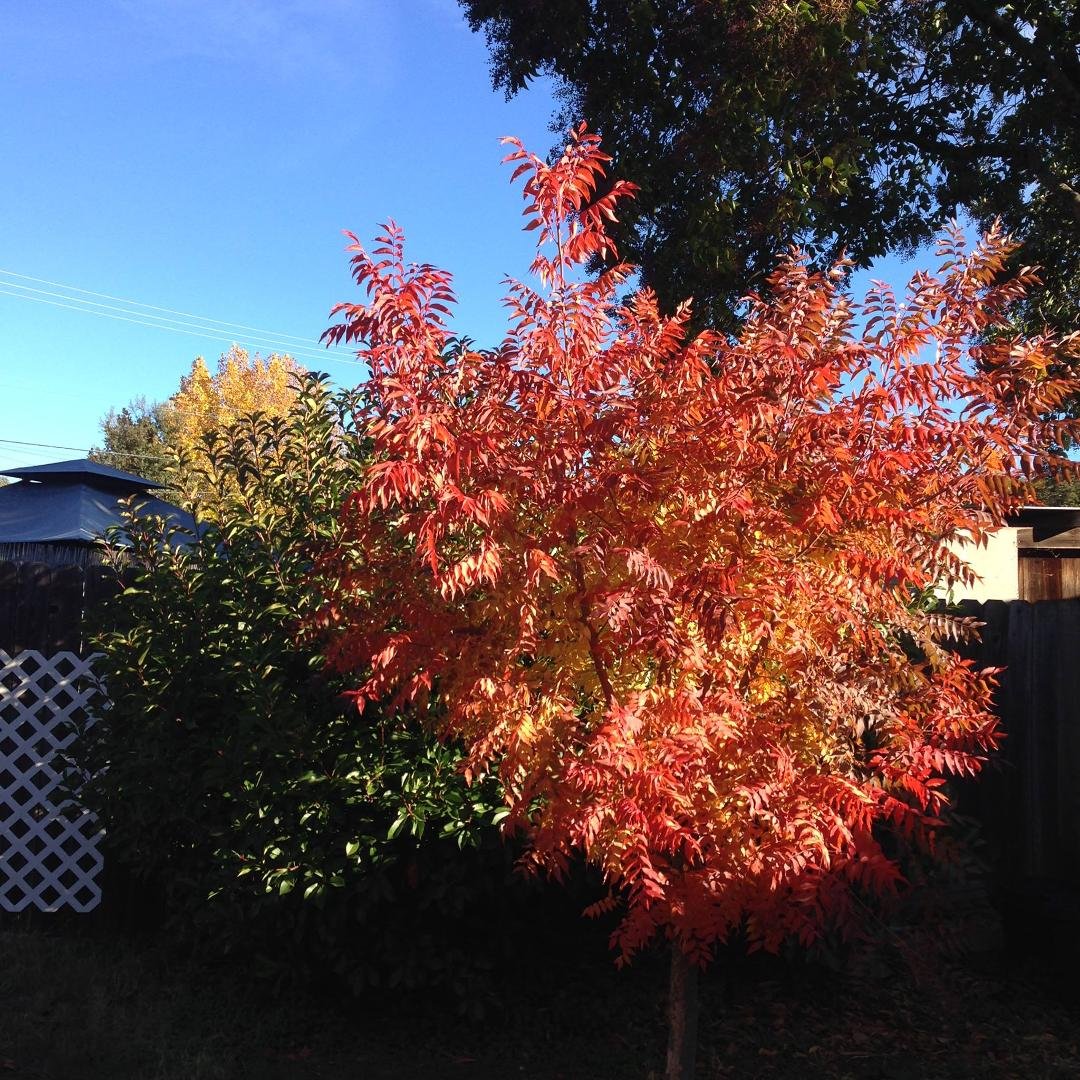 Pistatachia tree in my back yard. Fall is coming to an end. Hopefully the rain comes next.