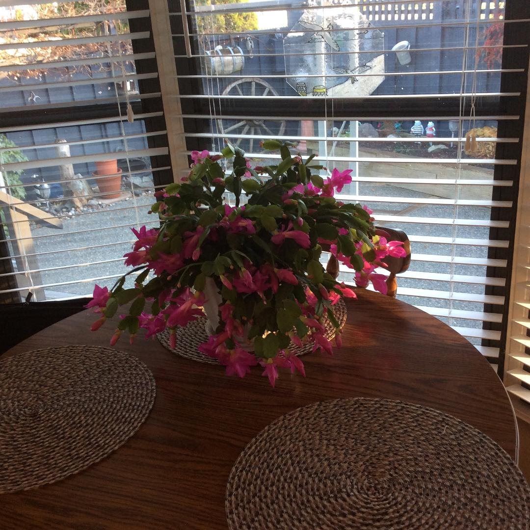 Finally in full bloom