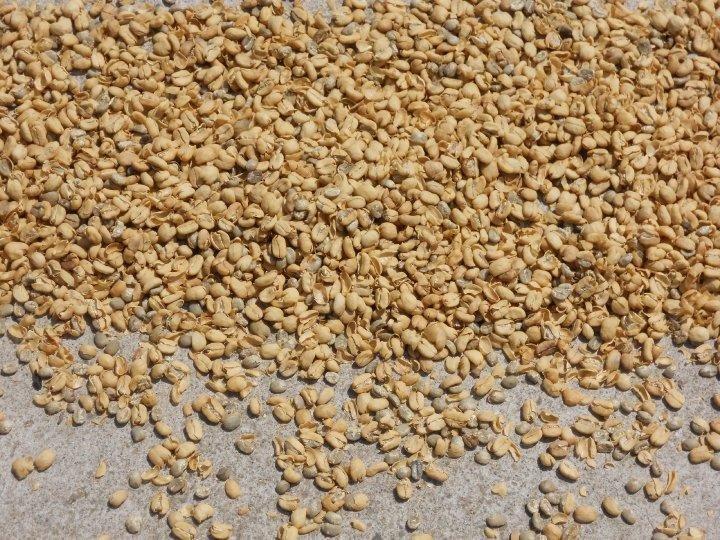 Coffee beans after drying in sun.