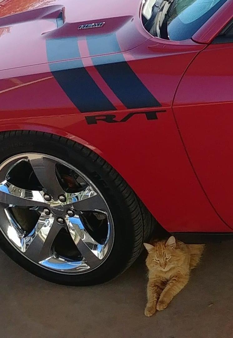 Mario and my Challenger, "Pony's a Greeser".