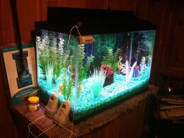 A renewed hobby for me in my basement. I use to love fish and aquariums. All set up again. Waiting on some tropical fish. Any suggestions?