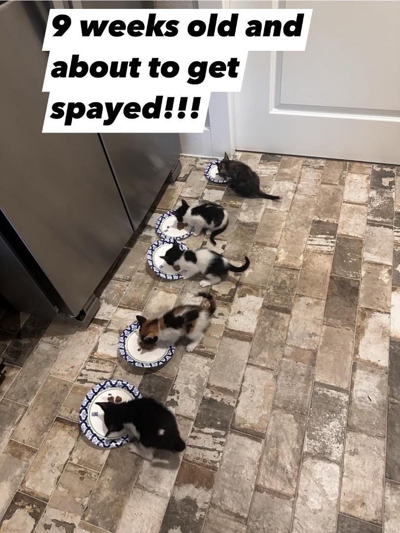 Carol Davanay's album, Mobile uploads