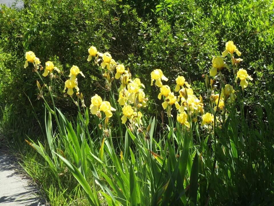 The only thing that is really growing and they are wild...