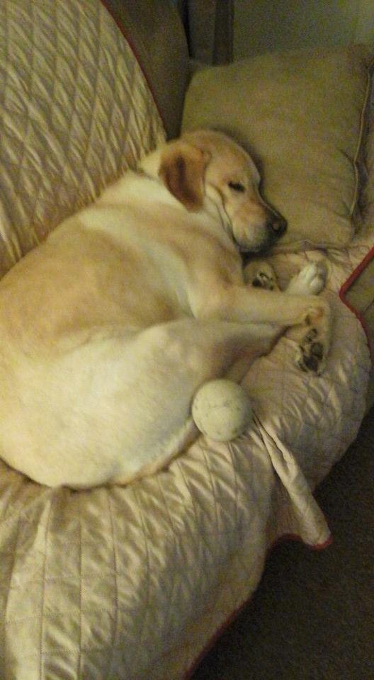 Sleepy Shane after a day at Doggy Day Care