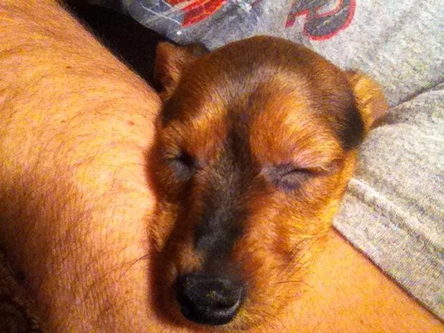Little sleepy head, got groomed today and she's plum tuckered out~~~ ☺️
