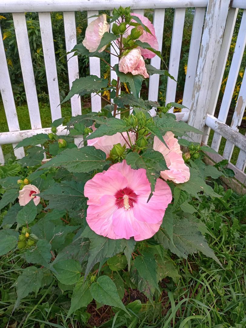 Beautiful hibiscus blooming in the yard.