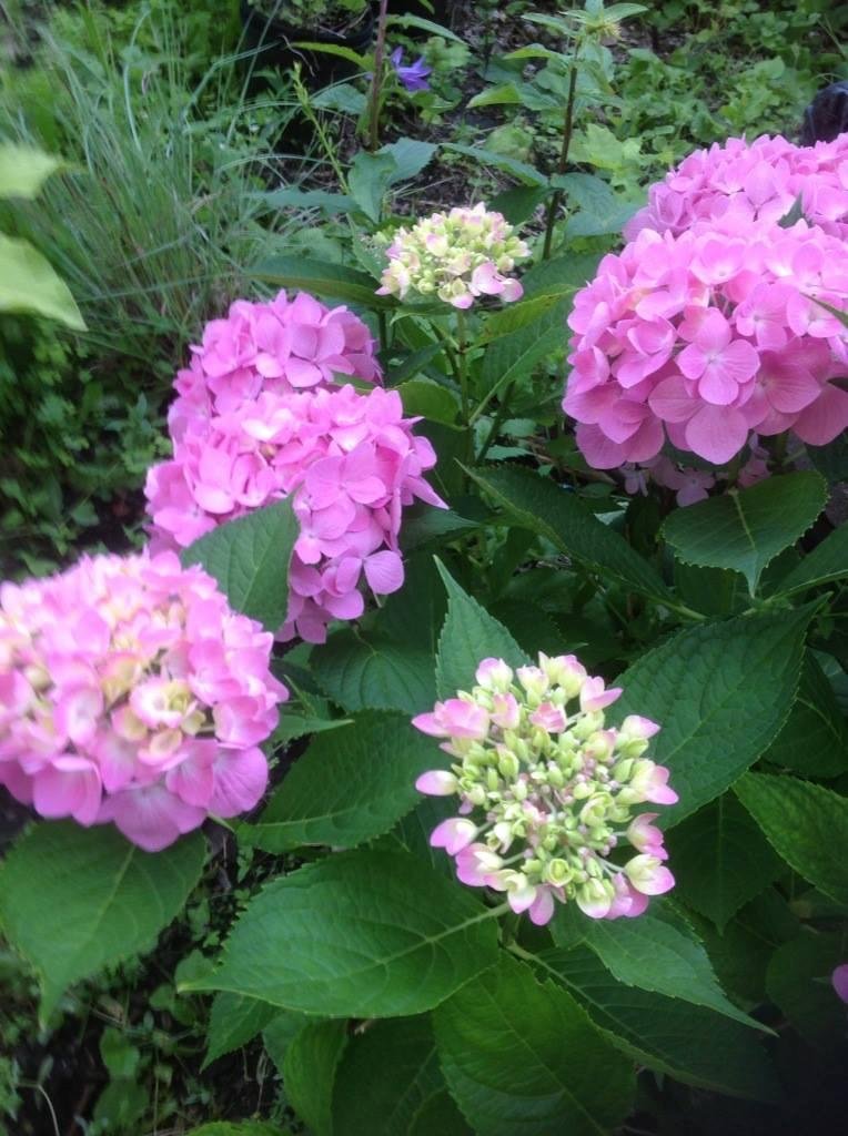 My beautiful hydrangeas. This is the first year I've ever grown hydrangeas. Thanks to the Cullodens, Dan McDaniel and my little sis, Nancy, for making my garden the best ever!