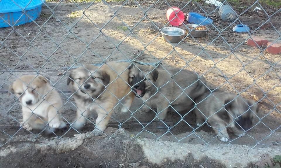 A better shot of these cute puppies FREE TO A GOOD HOME