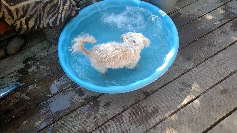 Well it was suppose to be the summer water bowl! Guess Miss Trampus has other ideas.