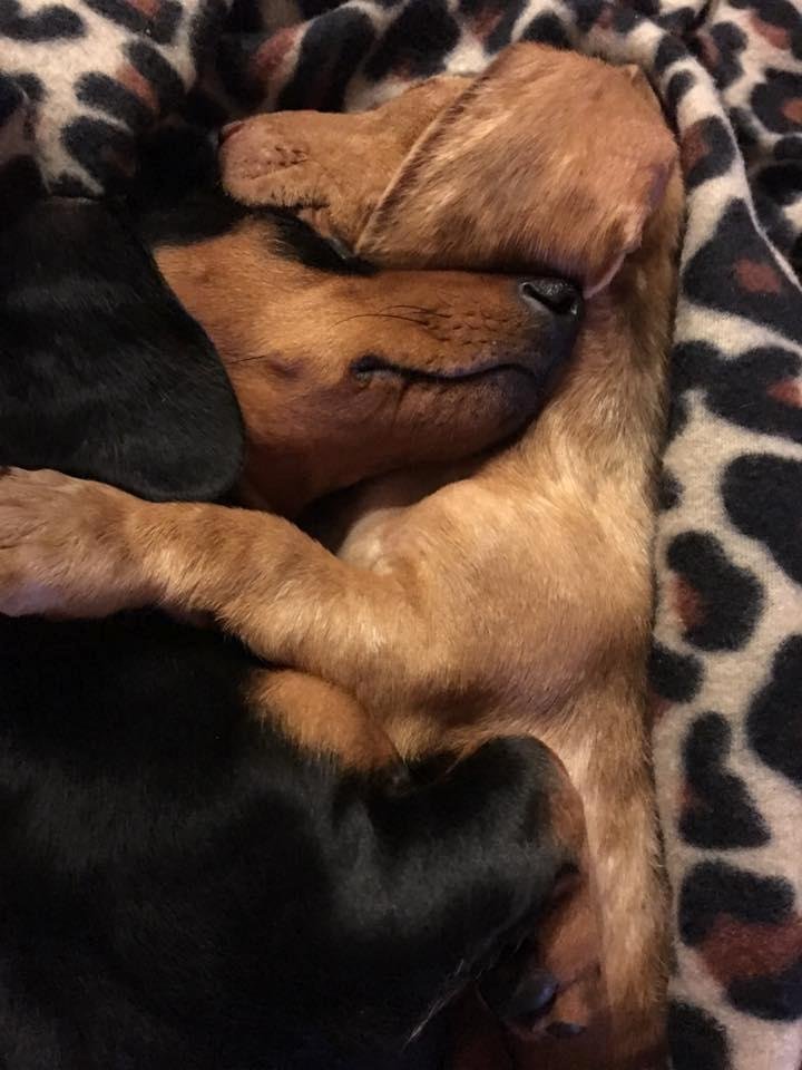 Stacey took this photo today. They fight a lot but at the end of the day I really think they like each other.