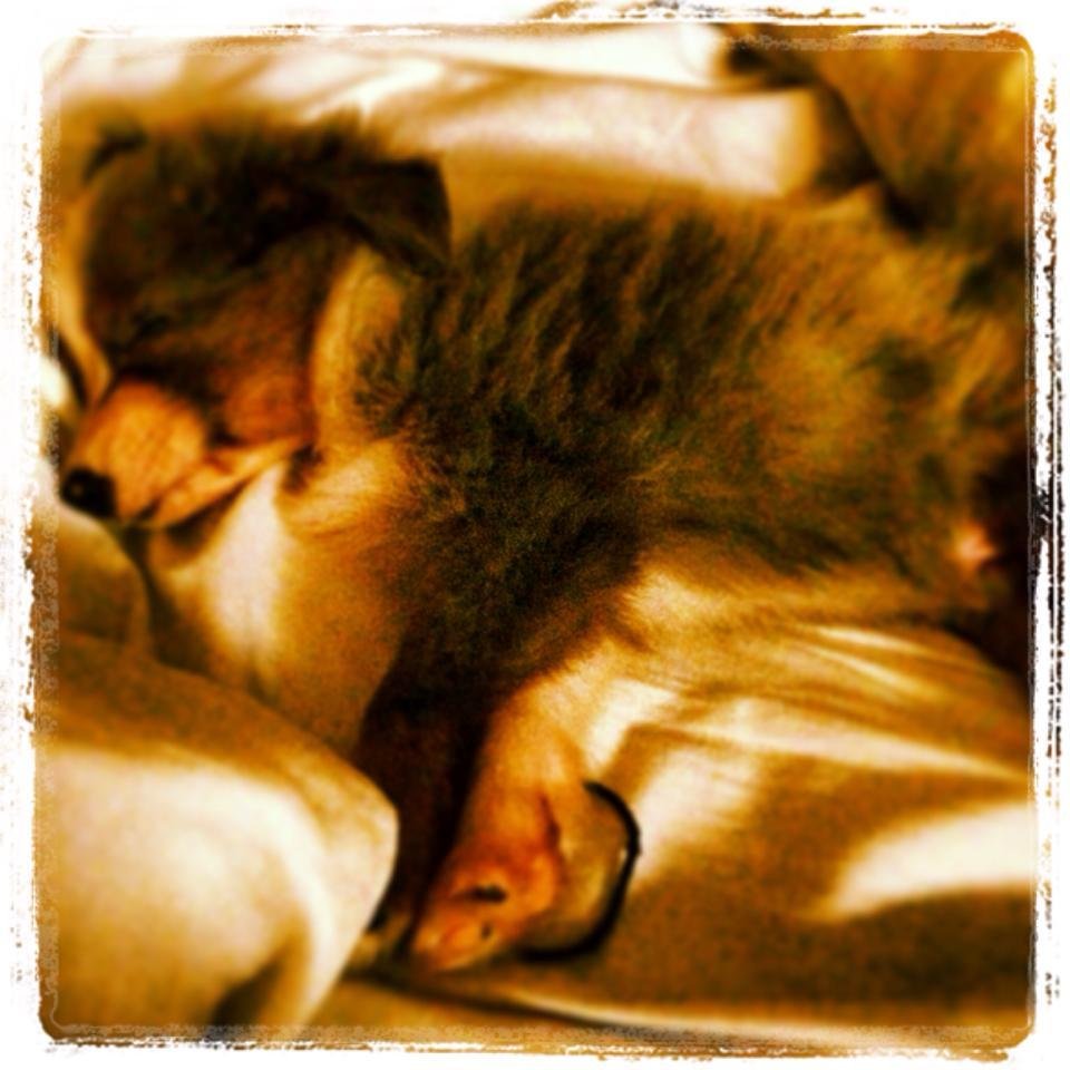 Life is ruff