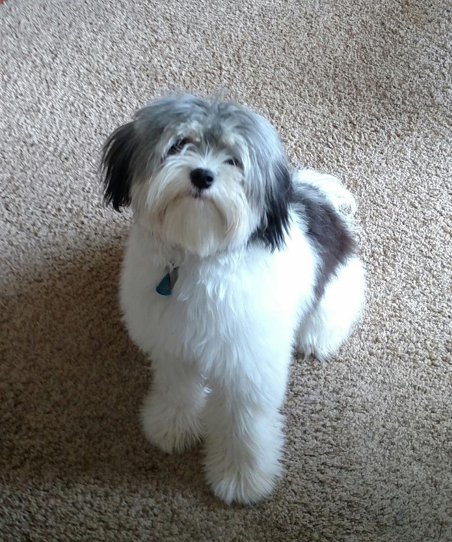 Happy dog day to my little girl: