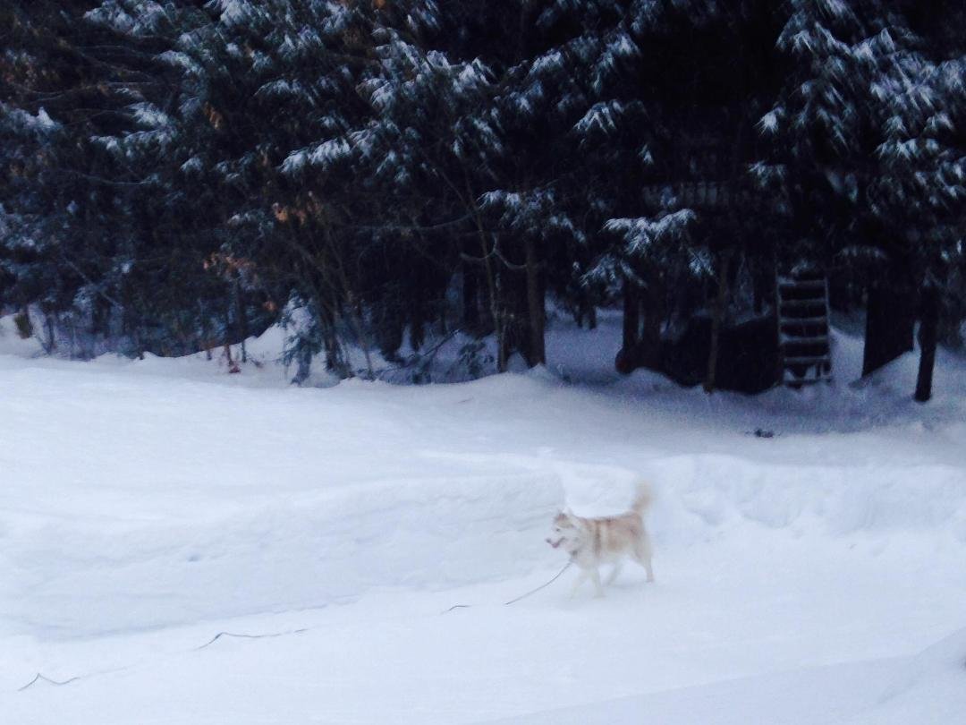 She is playing in the snow.   👵 🐕 🐈 ❄️