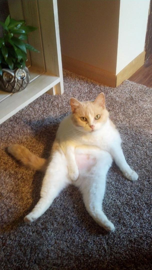 My embarrassed kitty. :)