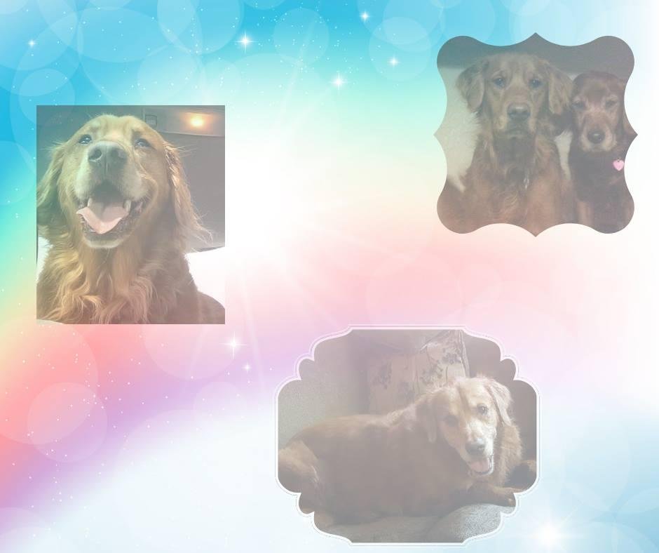 on New Year's Eve our Handsome Golden Goofy Boy, Mouse Roo, went back Home to be with his Sister, Titian Resplendent 🌈
It was sudden and left us in shock, sadness, and heartbreak confounded by the fact that a year earlier
