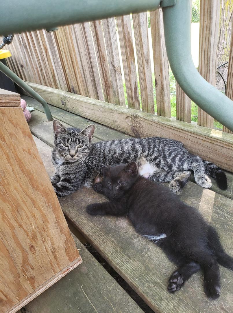 Have kitten that needs a home. It is a male.