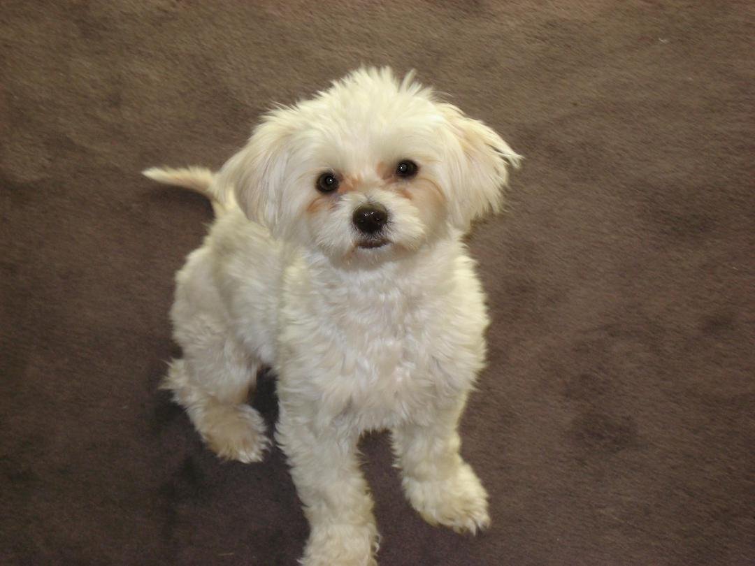 This is Zoey, a 2 year old rescue Maltese