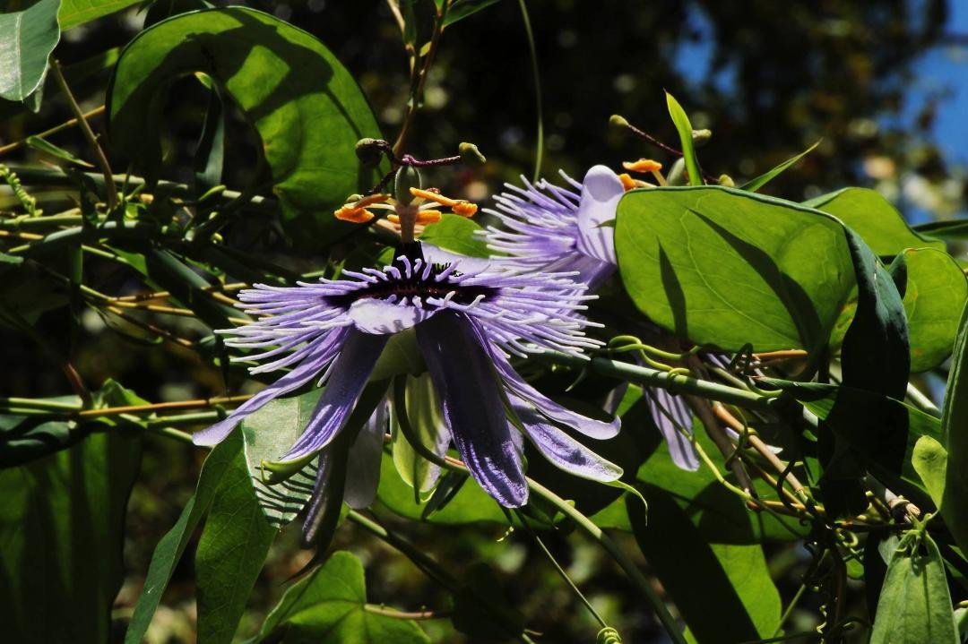 Passion Flower