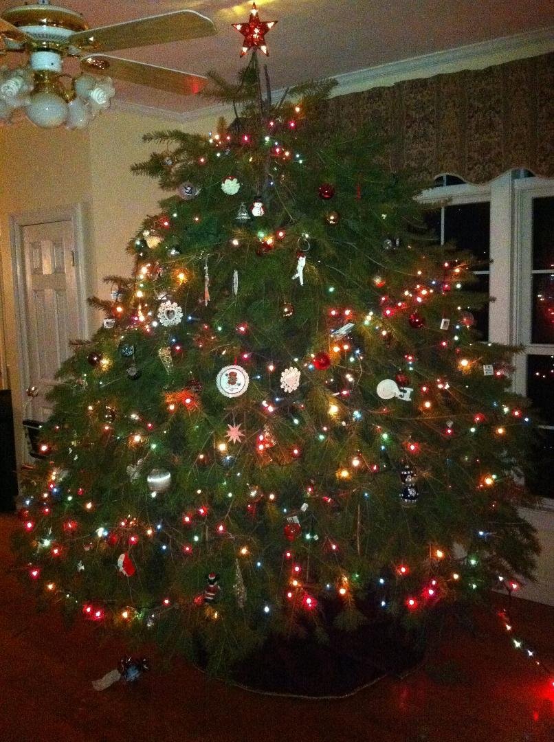 We trimmed the heck out of our big tree and it doesn't look half bad!