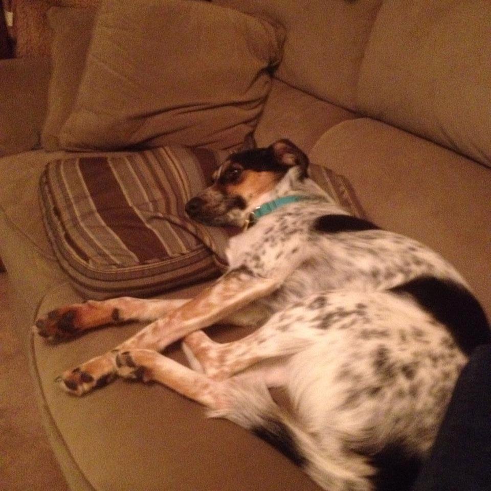 A happy dog!