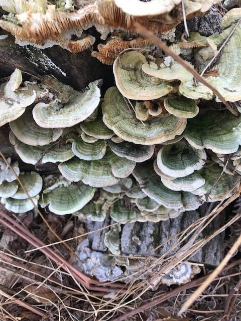 We took Ella for a 1-1/2 hour hike this morning in the Great Swamp Management Area and came across this beauty.