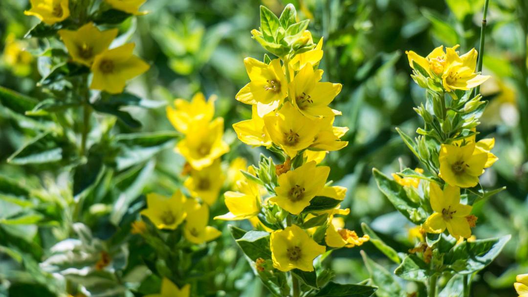 Patrick McDougle's album, Yampa River Botanic Park