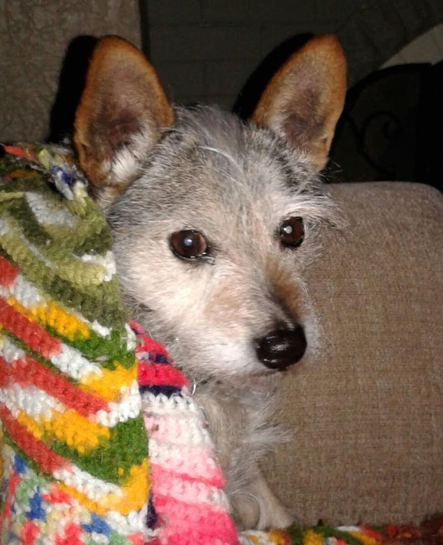 This is our old friend Sparky we had to send him home today he will be missed