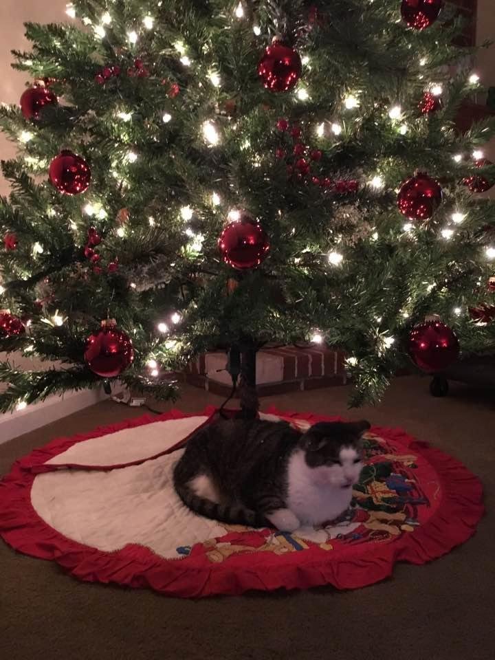Phillip Rowe's album, Timeline Photos