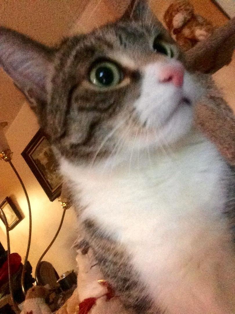 Is Santa here yet!😻😻😻