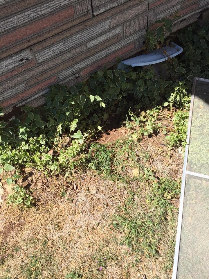 Where the vermin was hiding! (and where he or she died) 
I didn't take the time to ask what gender it was or lift it, turn it over and find out for myself...