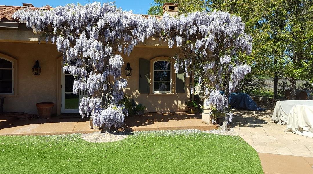 It must be Spring....Wisteria in bloom