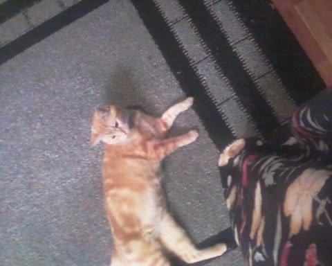 This is Carly...the new kitty-2010