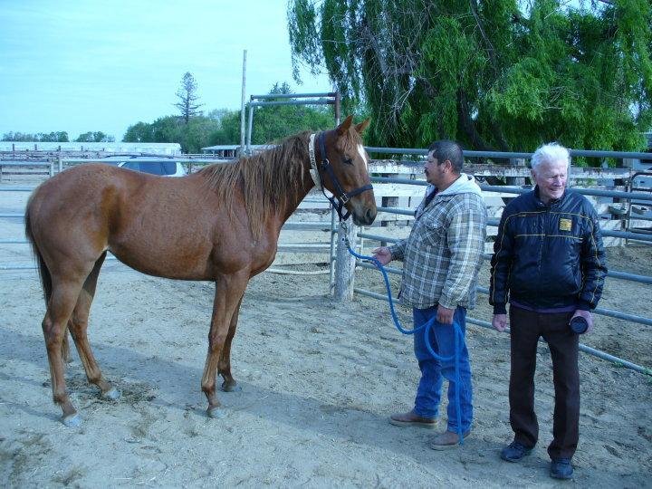 Peter Kay's album, Dad's horses