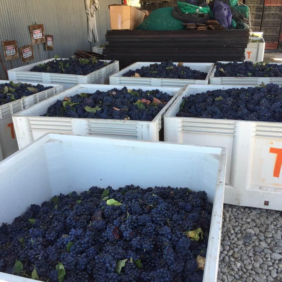 3 tons of Gamay Noir picked today!