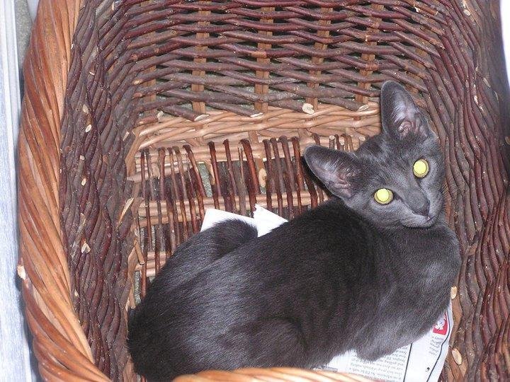 Wilbur at about at about 6 months