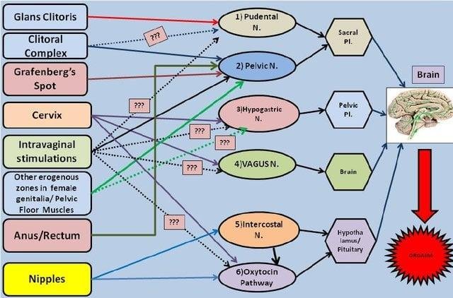 I roared when I saw this simple version of the flowchart in a paper. No wonder I have never been able to figure it out.