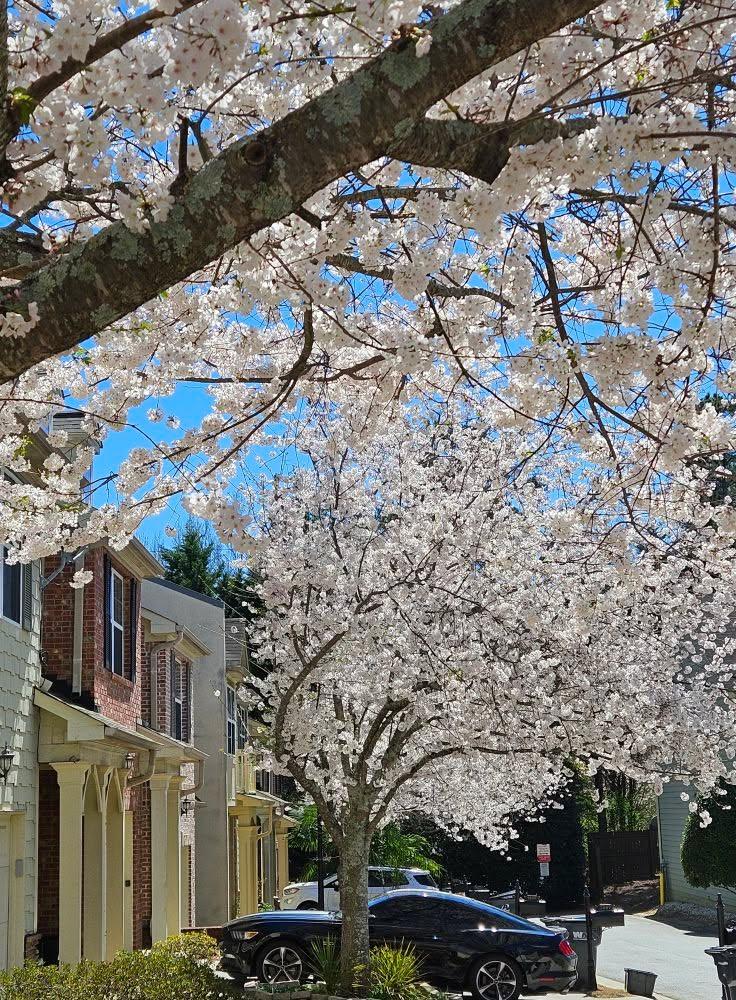 Spring in Duluth Ga.!!