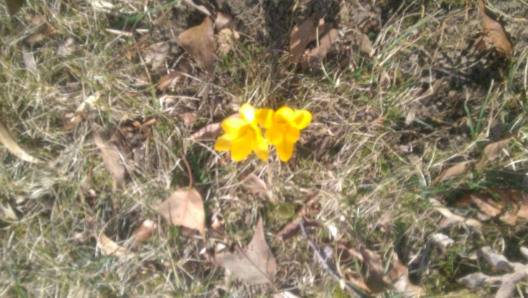 Crocuses!