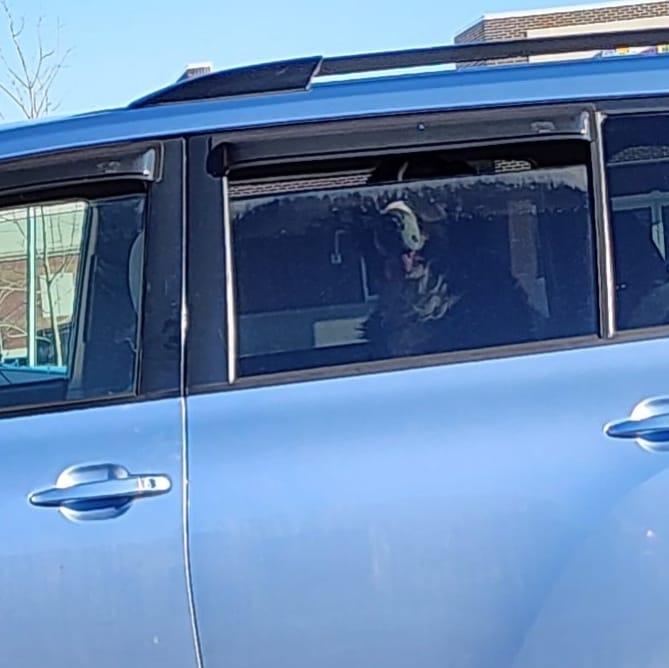 Why do people take their dog with them and leave them in the car while they go inside a restaurant to eat. It might be 45 degrees, but the sun heats up cars quickly.